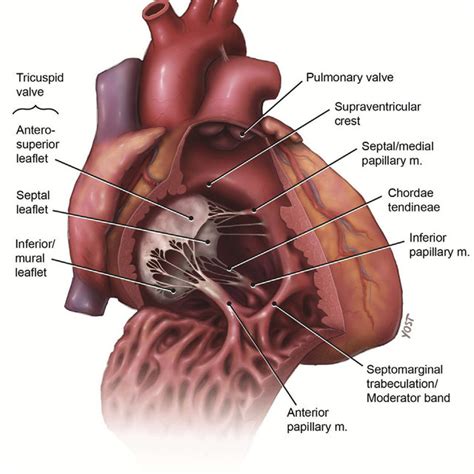 Anatomical Features Of The Right Ventricle Demonstrating The Internal