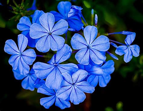 Blue Flowers Close Up Flower Close Up Beautiful Flowers Blue Flowers
