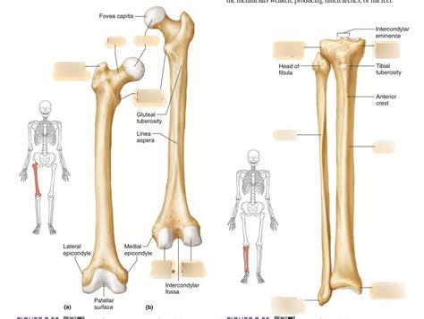 In this article, we look at the structure and function of this bone and the injuries that can affect it. Leg Bone Diagram / Leg Picture Image On Medicinenet Com ...