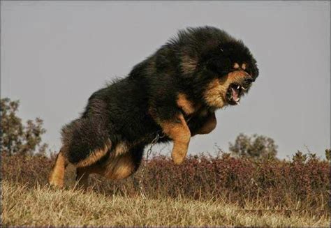 Drakyi Tibetan Mastiff Tibetan Mastiff Dog Mastiff Dog Breeds Giant