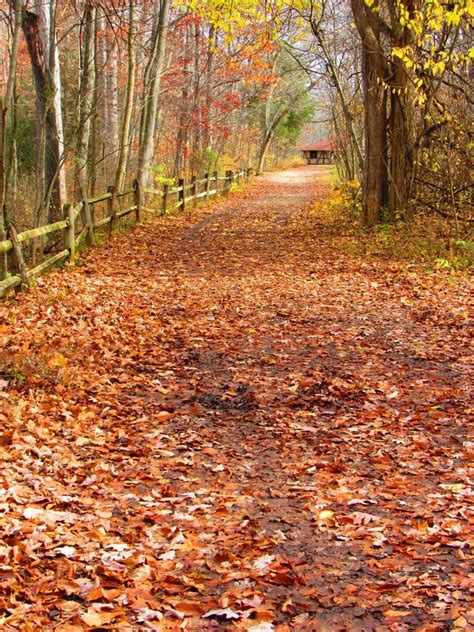 Walking Path In Autumn Autumn Scenery Scenery Walking Paths