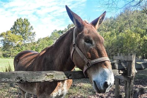 Farm Mule Photograph by Shirlee Mikel Vos