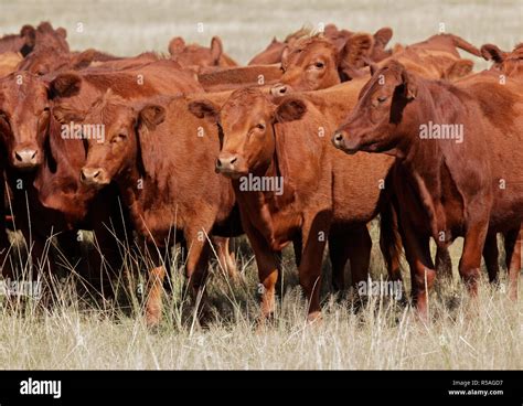 Red Angus Cattle Stock Photo Alamy