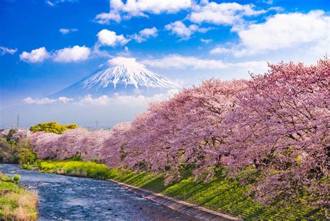 Japans Cherry Blossoms On Silver Whisper Cruises 20222023 Luxury