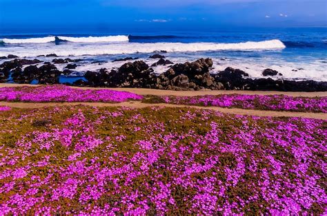 A dazzling carpet of pinks, oranges, yellows and purples as far as the eye can see. Carpet of mesembryanthemum flowers along the Monterey Bay ...