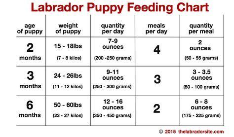 Newborn puppies should be fed every two hours during their first week of life. Feeding Your Labrador Puppy: How Much, Diet Charts And The ...