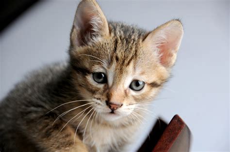 I have a 1 year old female cat who very recently started losing hair on her ears, back of head and neck, and down almost to her shoulder blades in some my cat is losing a lot of his hair in patches all over his body and losing weight and has scabs. Hair Loss in Cats: Causes & Treatment | Canna-Pet®