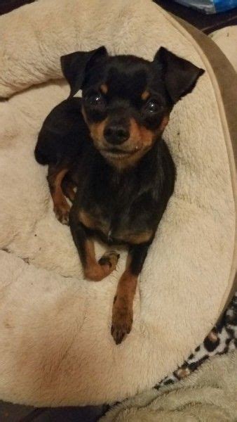 Miniature Pinscher Dog For Adoption In Encino California Mozart In