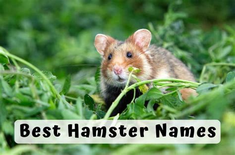 375 Best Hamster Names That You Will Absolutely Love
