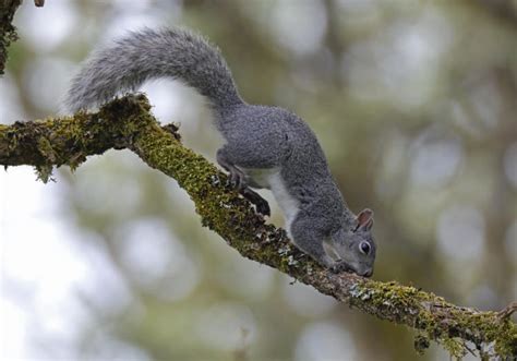 Western Gray Squirrel Oregon Conservation Strategy