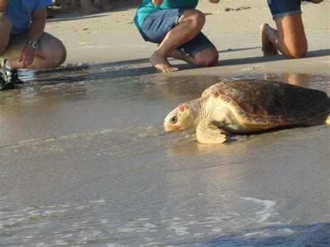 Video Crowd Cheers As Rehabilitated Sea Turtles Return To The Ocean