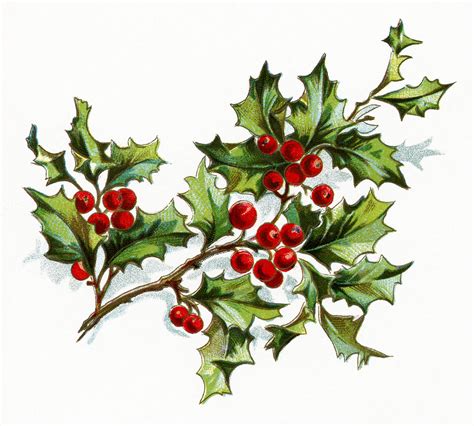 Free Christmas Clip Art Holly Free Clipart Images 4