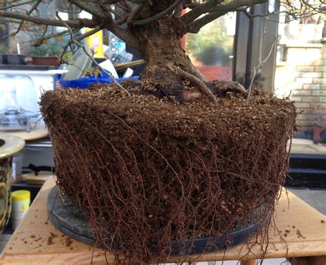Through a series of photographs and short notes i will take you through the repot and root prune process used for one of my chinese elms in spring 2018. Repotting Bonsai « Swindon & District Bonsai