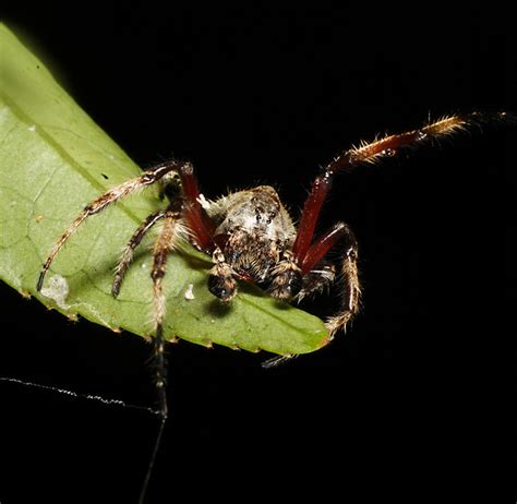 Flashback Friday Scientists Catch Male Spiders Giving Oral Sex