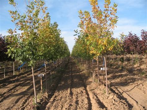 Arbor day nursery can help you put together your landscaping plans and can implement them, too! Arbor Valley Nursery - Nurseries & Gardening - 18539 ...