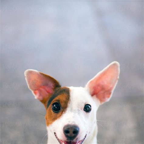 Happy Dog Looking At Camera By Stocksy Contributor Sky Blue Creative