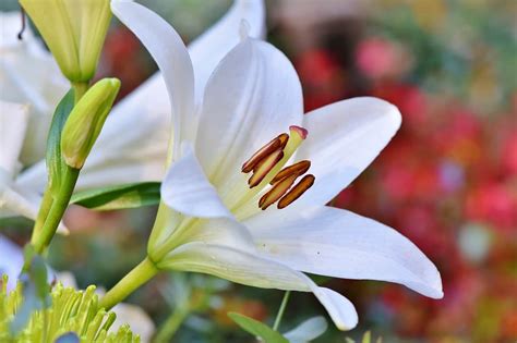 Types Of Lilies All About Facts And How To Grow Them Morflora