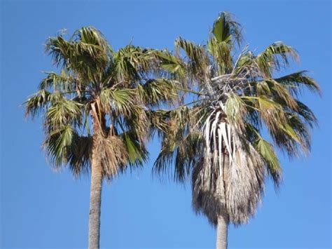 California Coastal Plants