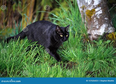 Black Cat On The Prowl In The Yard Stock Image Image Of Nature