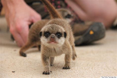 Meerkat Pups Have Been Born At Taronga Zoo And They Are Super Cute