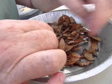 Essentially maple trees can thrive within the entire continental u.s. Bigleaf Maple Seeds Edible | Leafandtrees.org