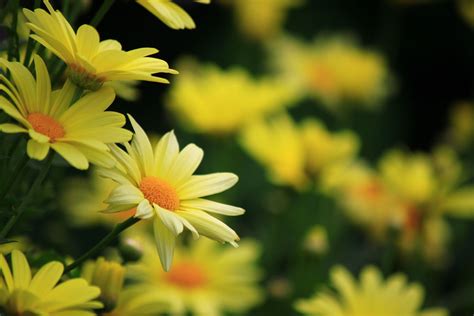 Yellow Daisy Wallpapers Top Free Yellow Daisy Backgrounds