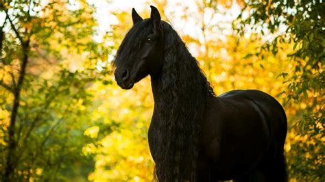 Schwarzer Friese: So sieht das schönste Pferd der Welt aus