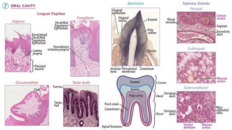 Physiology Oral Cavity Histology Ditki Medical And Biological Sciences