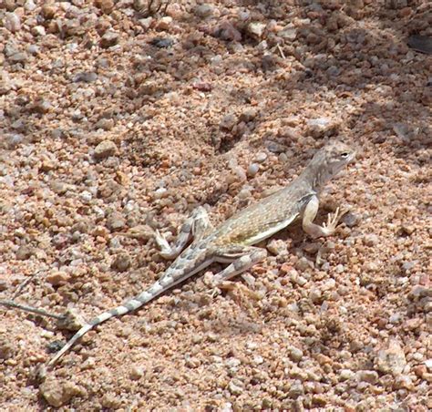 Garden Lizards In Southern California Fasci Garden