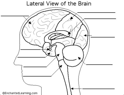 Free Printable Blank Brain Download Free Printable Blank Brain Png