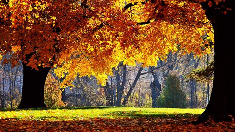 Autumn Colors Over Trees 1920 X 1080 Hdtv 1080p Wallpaper