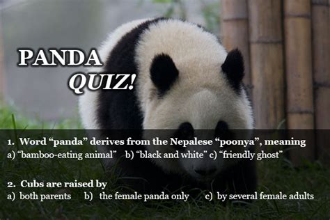 15 10 Questions About Pandas Raise Your Brain