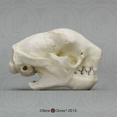 Toys And Hobbies Other Stuffed Animals Three Toed Sloth Skull Replica