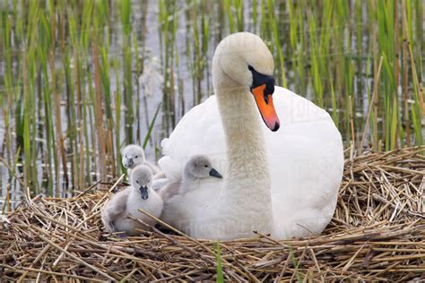 Mute Swan Cygnus Olor On The Nest With Newly Hatched Cygnets England