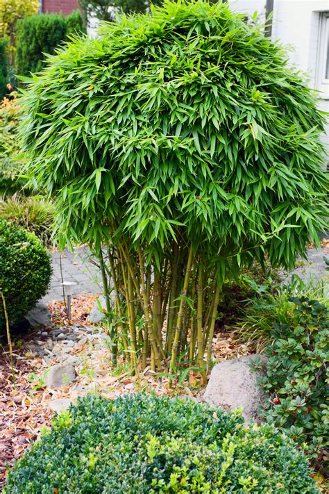 It's used to breed pandas and craft scaffolding and sticks. Pruning and Grooming Bamboo - Lewis Bamboo