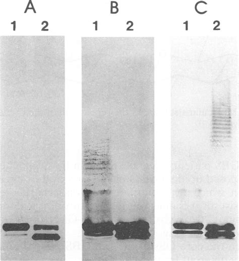 Silver Staining A And Immunoblotting With 0 4 B And 0 19 C