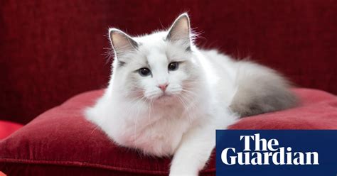 Fine Felines From The 2017 Uk Cat Fanciers Show In Pictures Life
