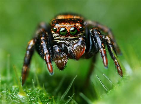 These Are The Most Beautiful Spiders You Will Ever See