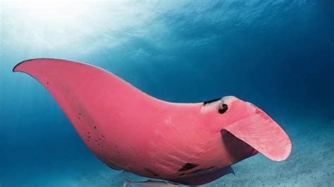 Rare Pink Manta Ray Spotted On Great Barrier Reef Photo Gold Coast