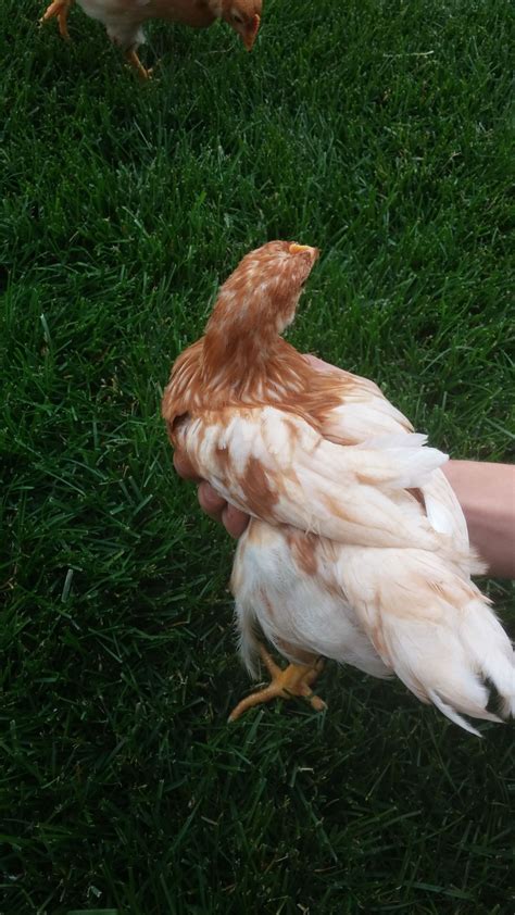golden comet and ameraucana sexing backyard chickens learn how to raise chickens