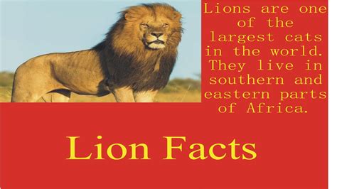 Lions Facts And Information Info Archive Youtube