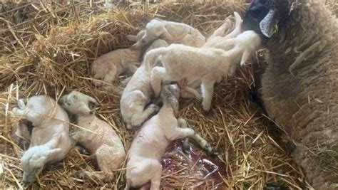 Farmers Sheep Gives Birth To Eight Lambs In Uk Record Stv News