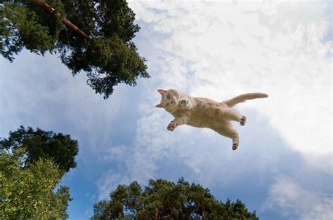 Cat Flying Ubicaciondepersonascdmxgobmx
