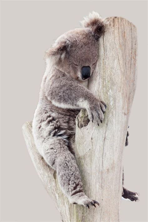 Nice Sleepy Koala Cute Baby Animals Cute Animals Baby Animals