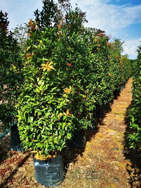 It operates in the wholesale trade industry. Scenic Agriculture Sdn. Bhd.