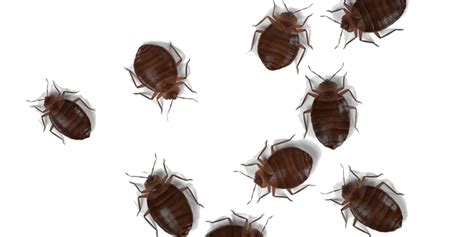 1 stutt st, kings park. Bronx NYC Exterminators Pest Control Ants Bed Bugs Bedbugs ...