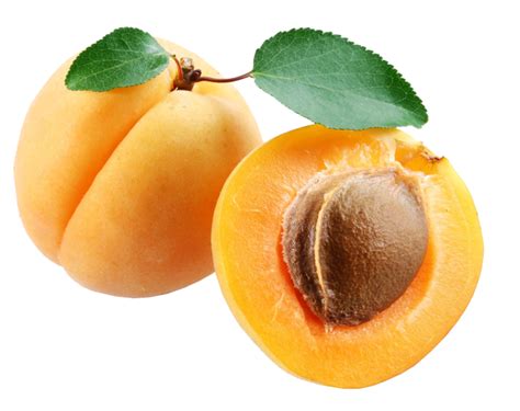 Apricot Png Image Purepng Free Transparent Cc0 Png Image Library