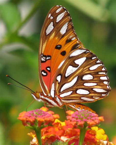Wildlife Gulf Fritillary Butterfly Agraulis Vanillae