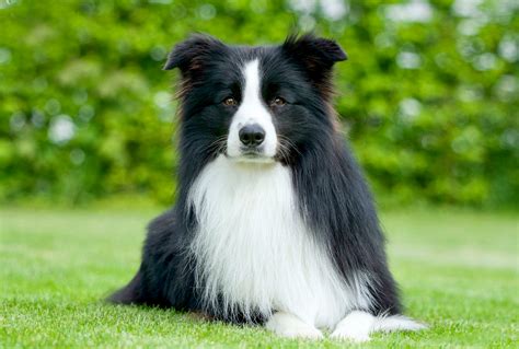 Our mission is to provide our customers the highest quality of service. Rasse des Monats: Border Collie » VDH.de