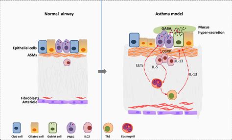 Frontiers Neuro Immune Regulation In Inflammation And Airway Remodeling Of Allergic Asthma
